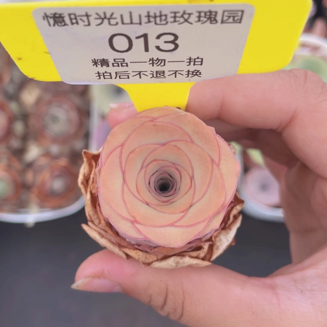 山地玫瑰013满38包邮裸根发货