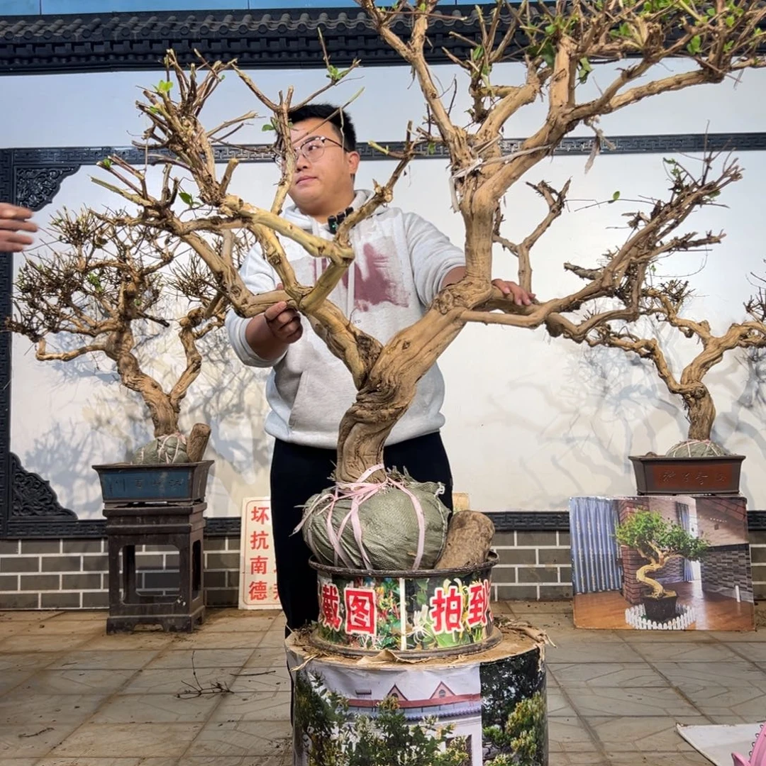 农***夫无花朵金银、155555555656599