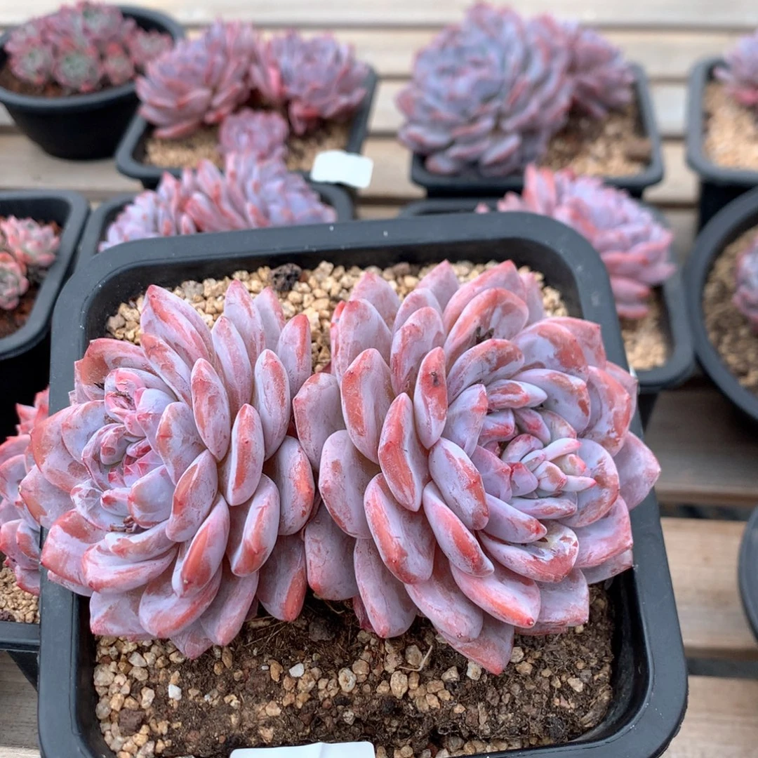 17厘米双头有砍韩橙 老桩 4476