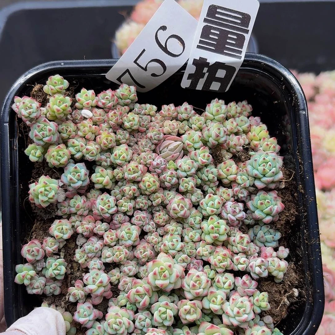 多肉植物多肉植物756量拍