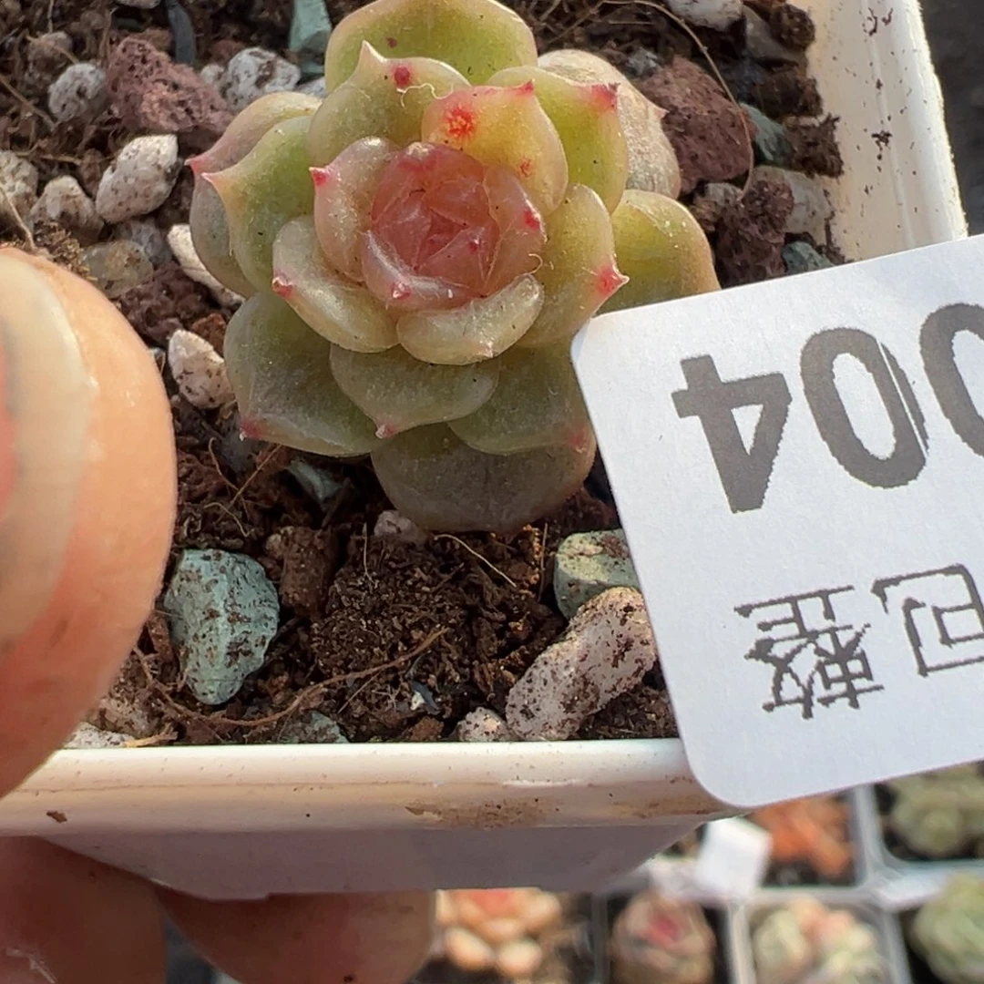 小卡拉米糖心一物一拍5-4