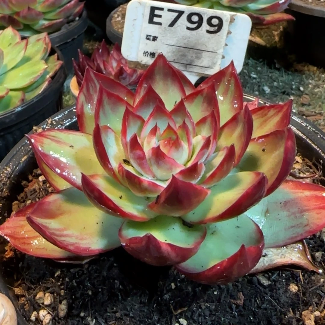 惊鸿一物一拍包装收缩花旱799