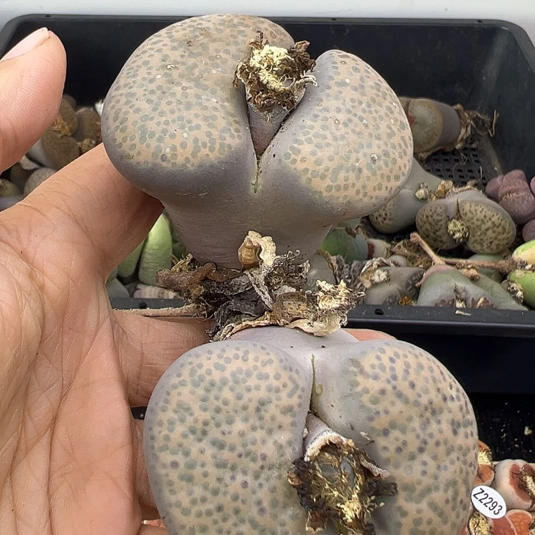 718超级巨无霸单头5.4下播福利