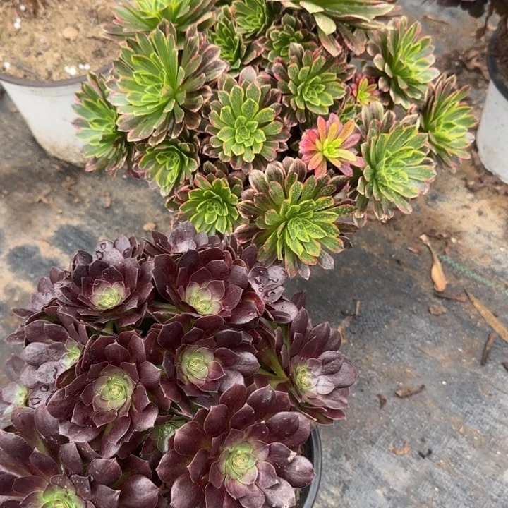 朝霞➕黑魔包邮。