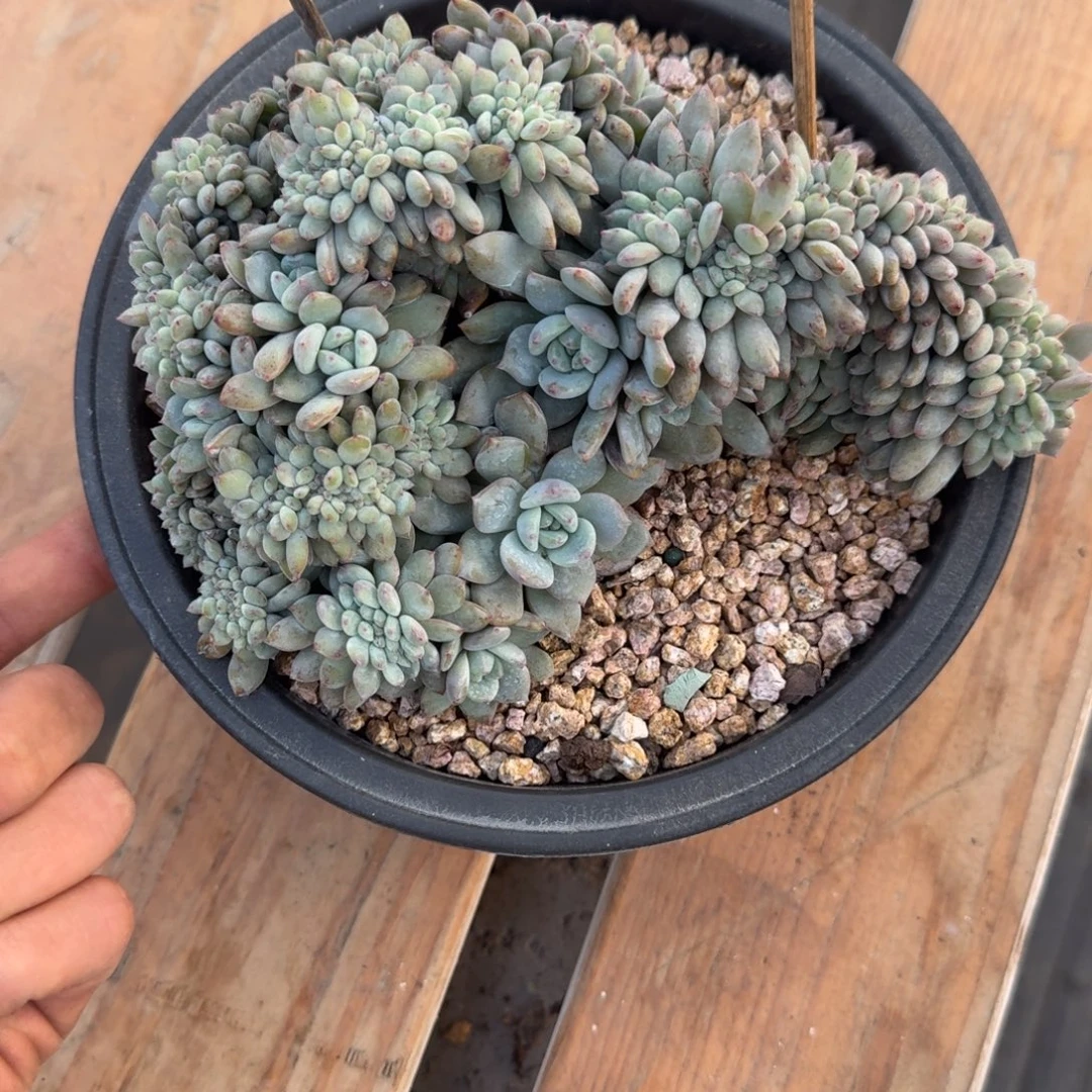 星影缀化无砍叶插