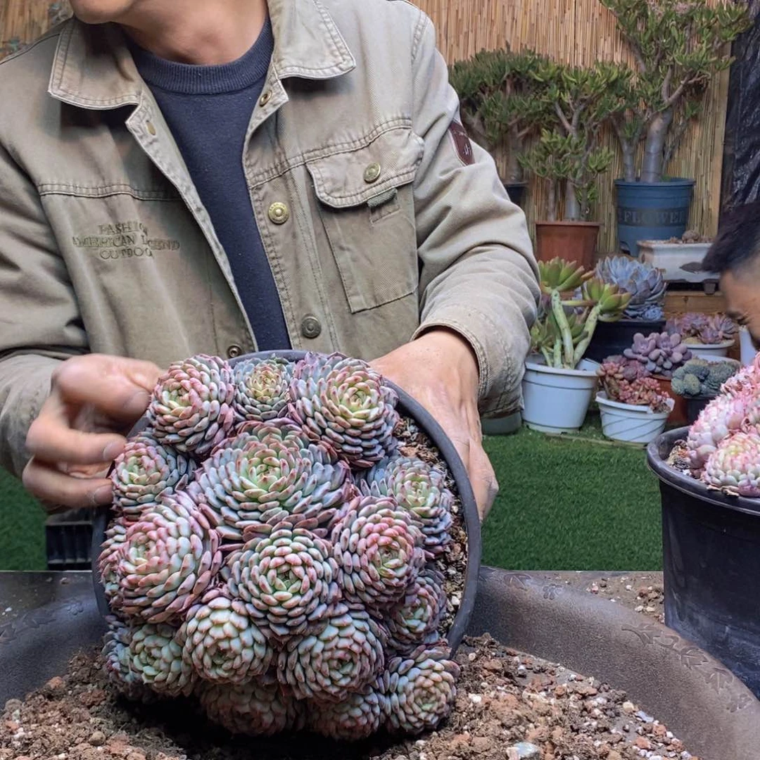 小*儿534 号白胖子多肉