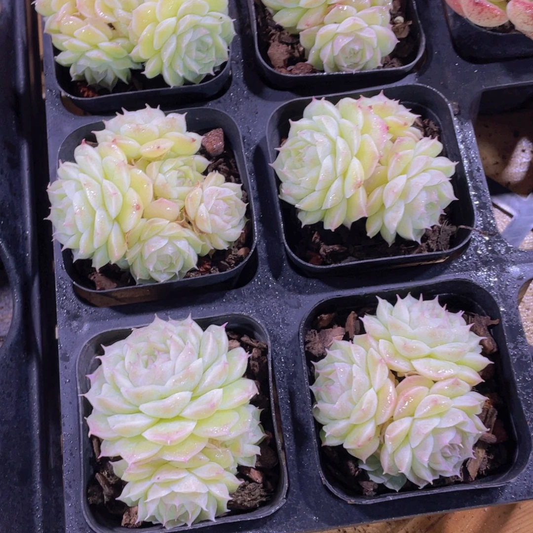 989号 睫毛山茶花麦秆多头群一个