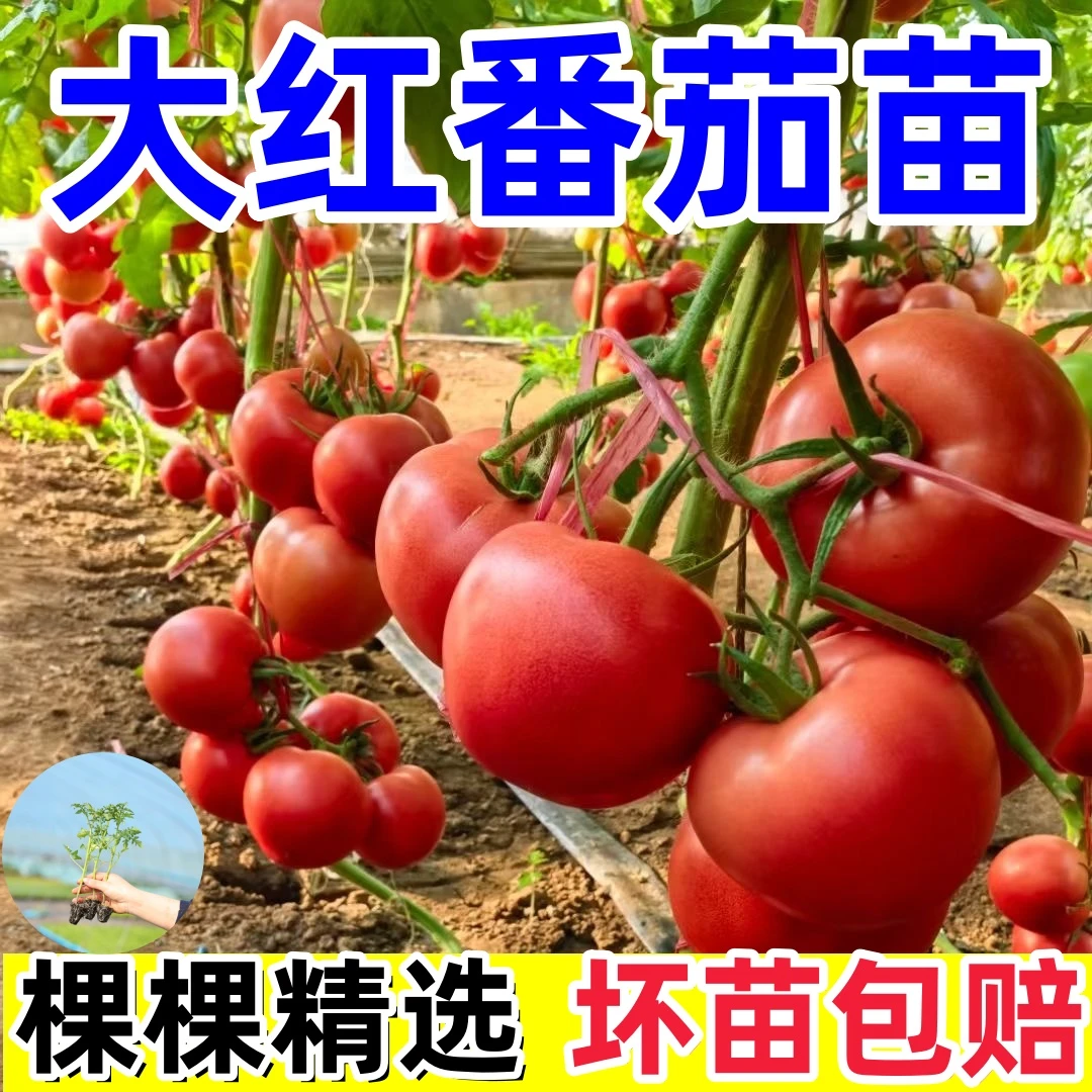 【直播专享】西红柿苗普罗旺思水果西红柿秧苗室内盆栽种孑籽大