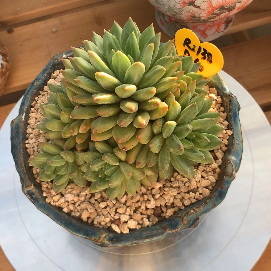 青花瓷。。。。。。。。。。。。。