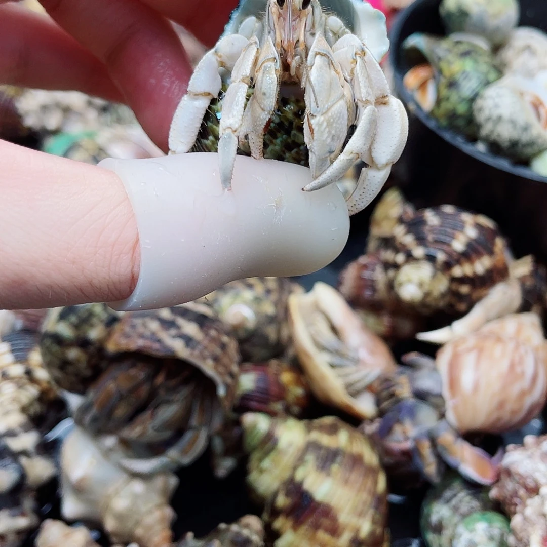 2口东帝汶灰白 快冲