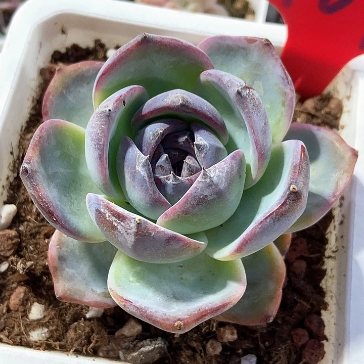 多肉植物黑橙子969