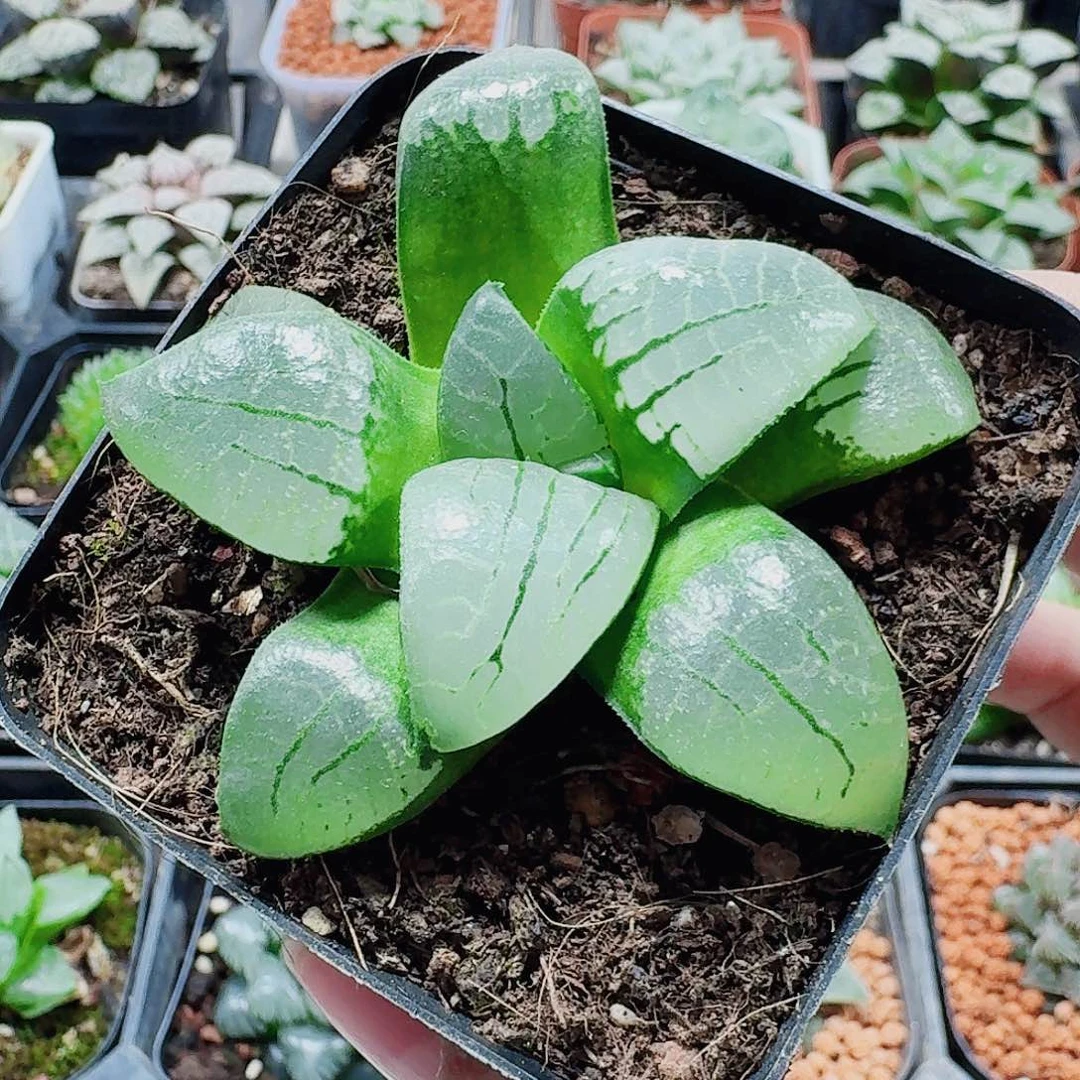 无花朵十二卷太阳福利