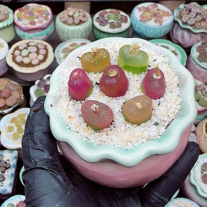 生石花满18包邮1220-69