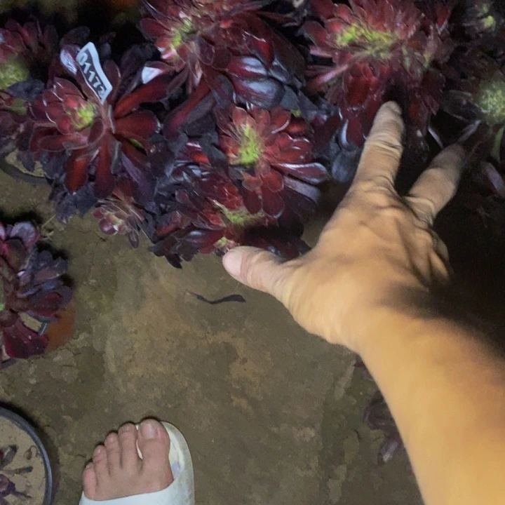 01173号花纳缀法师