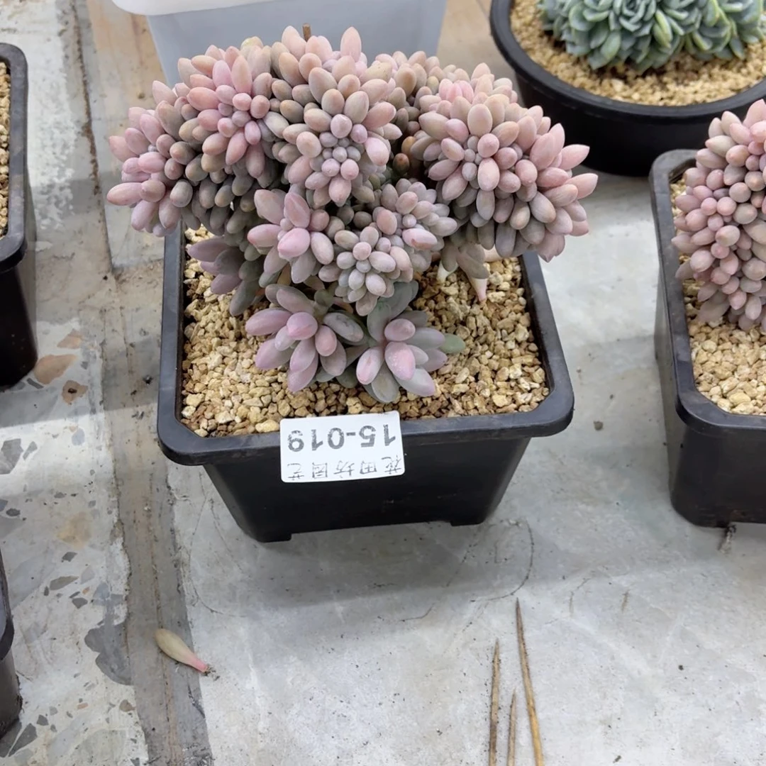 15.19汤圆缀化一个