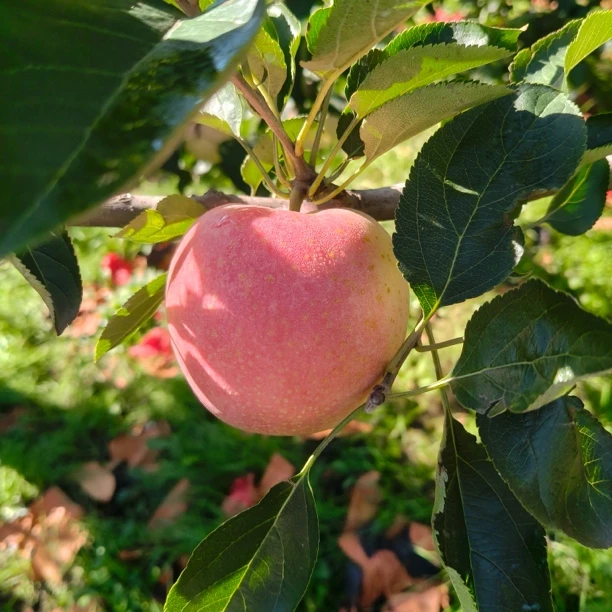 【顺丰包邮】大连王林苹果雀斑丑苹果脆甜爽口青王林苹果礼盒装
