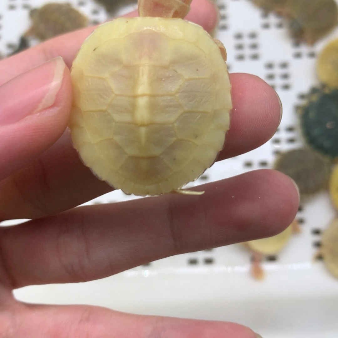 不分公母巴西彩龟