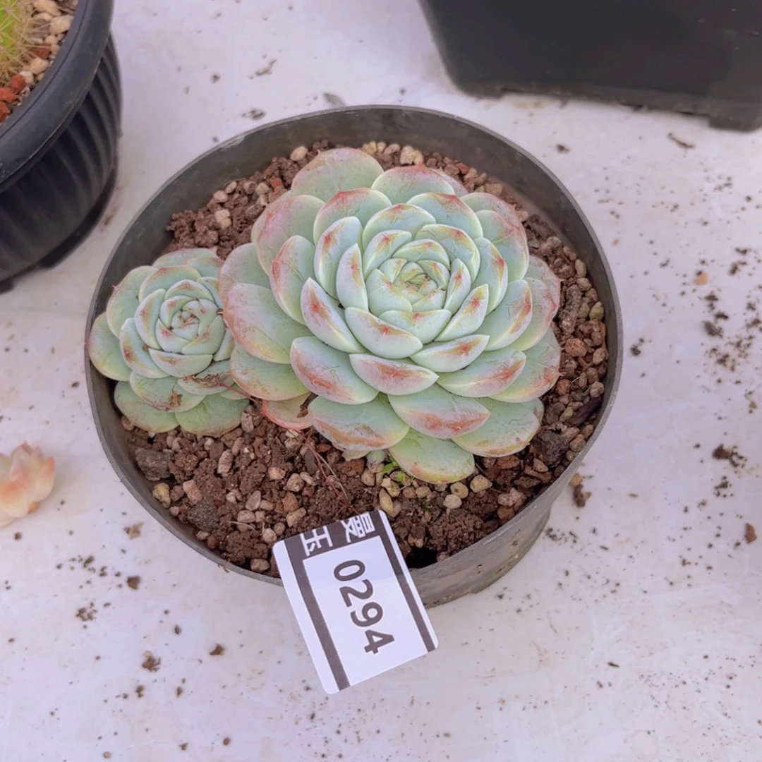 杂多肉植物哦0294