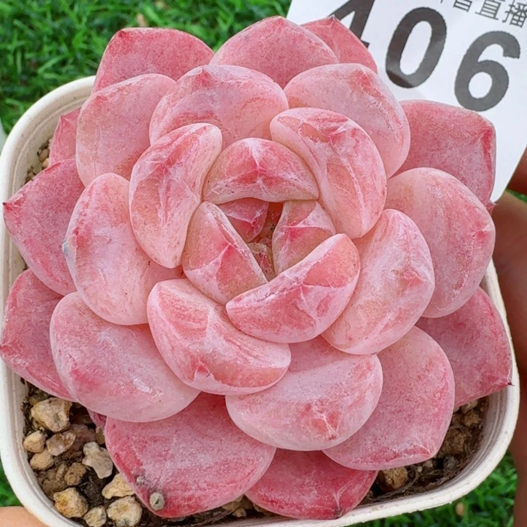 福利         精品多肉