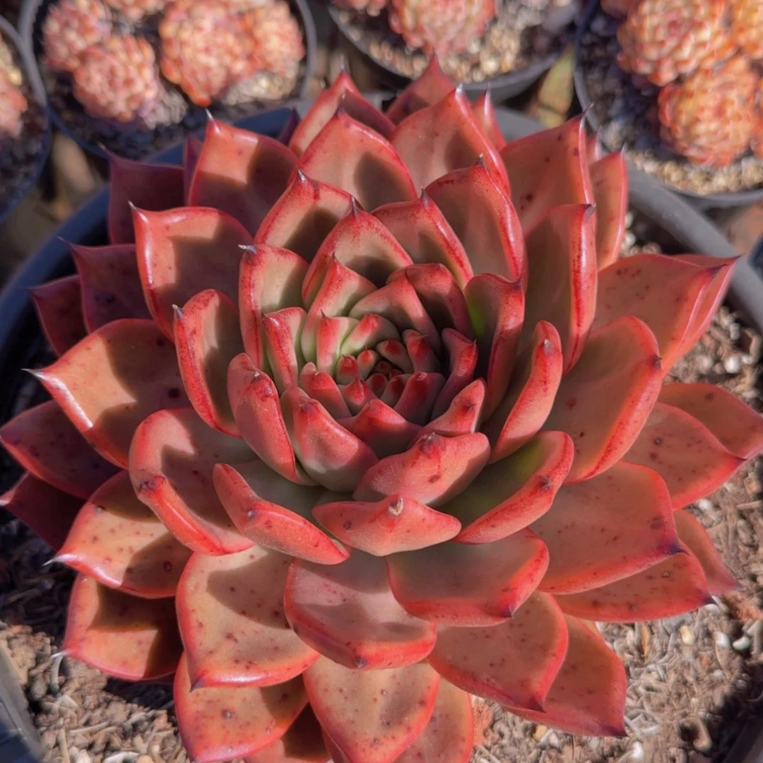 【闪购商品】母本大粉钻