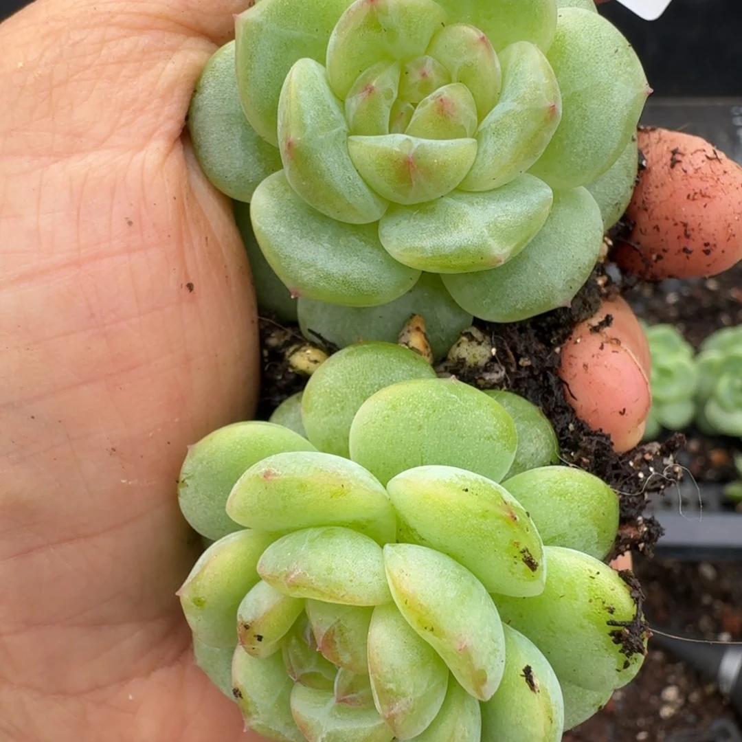 一物一拍一物一拍1108-838