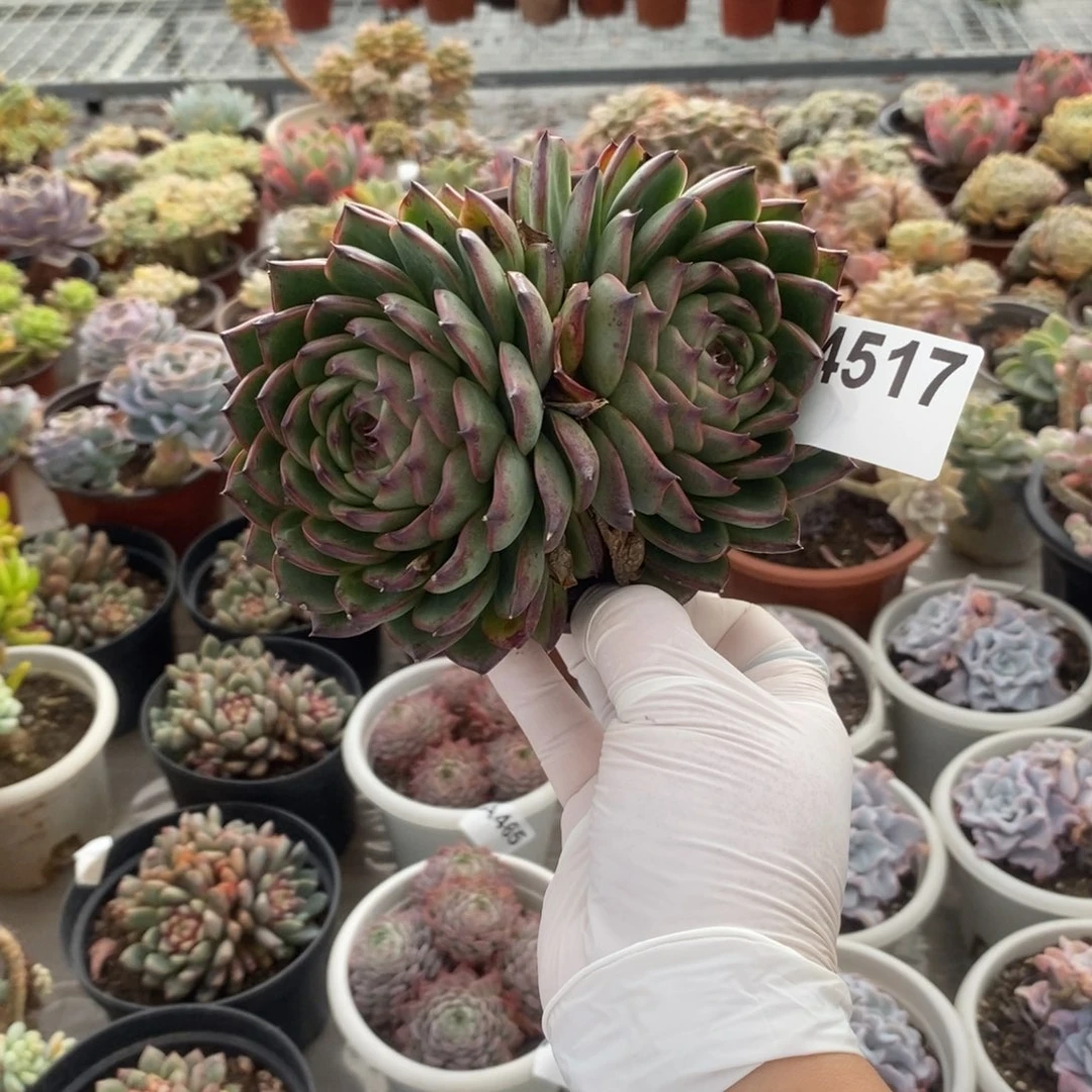 4517月亮石一物一拍