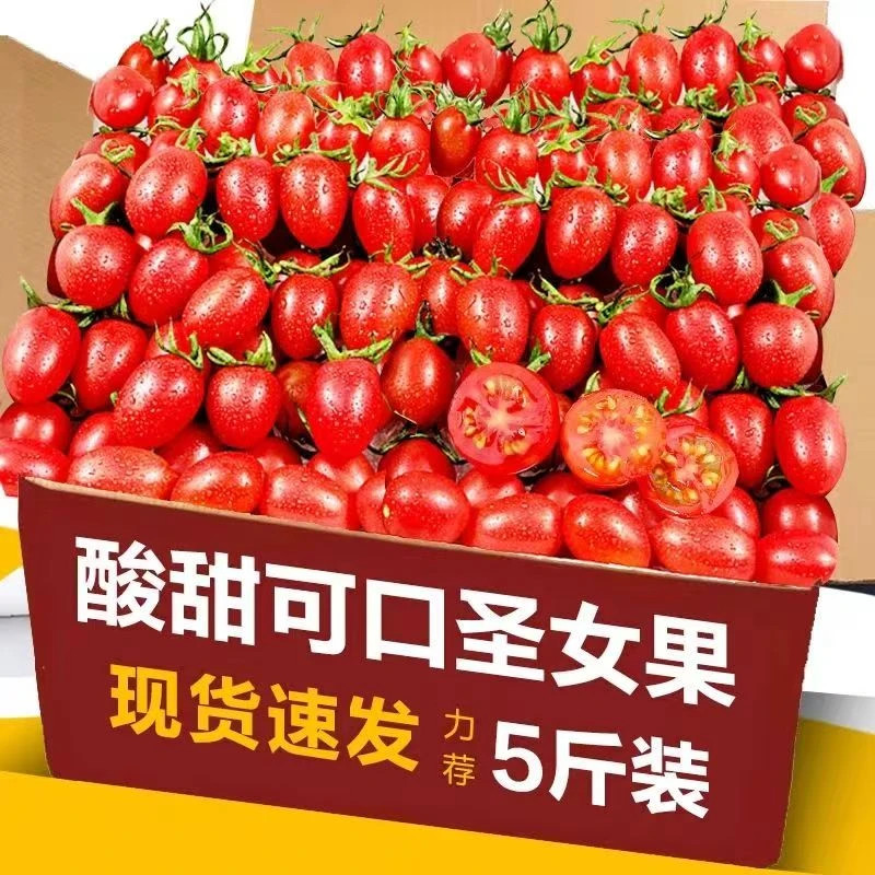 【次日到家包邮】元谋千禧圣女果新鲜采摘云南省楚雄彝族自治州