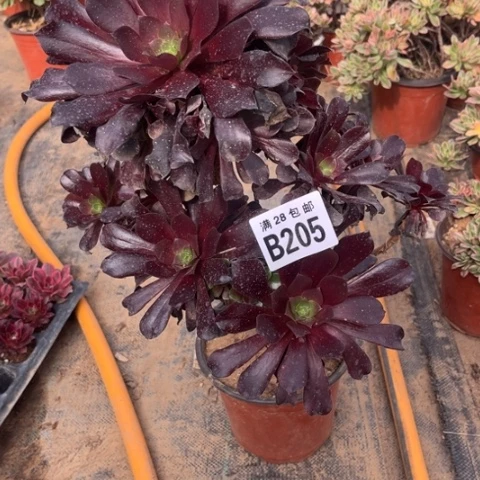 205欧紫有疤不包断枝