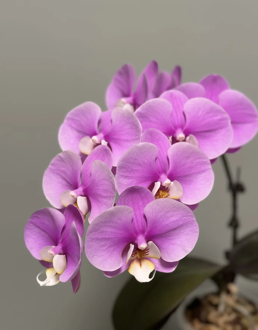 《安娜》蝴蝶兰3.5无花无梗成熟苗（福利款，随单发货）