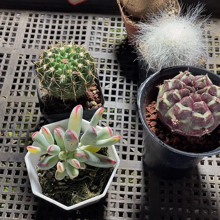 B***吖666号筐带盆土发货