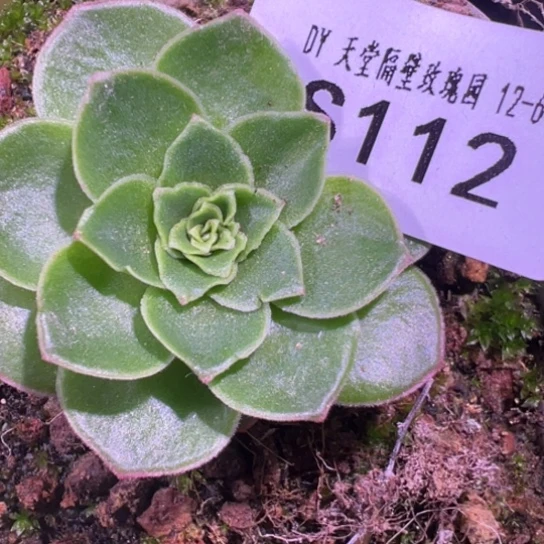 三碗112 若初x各种