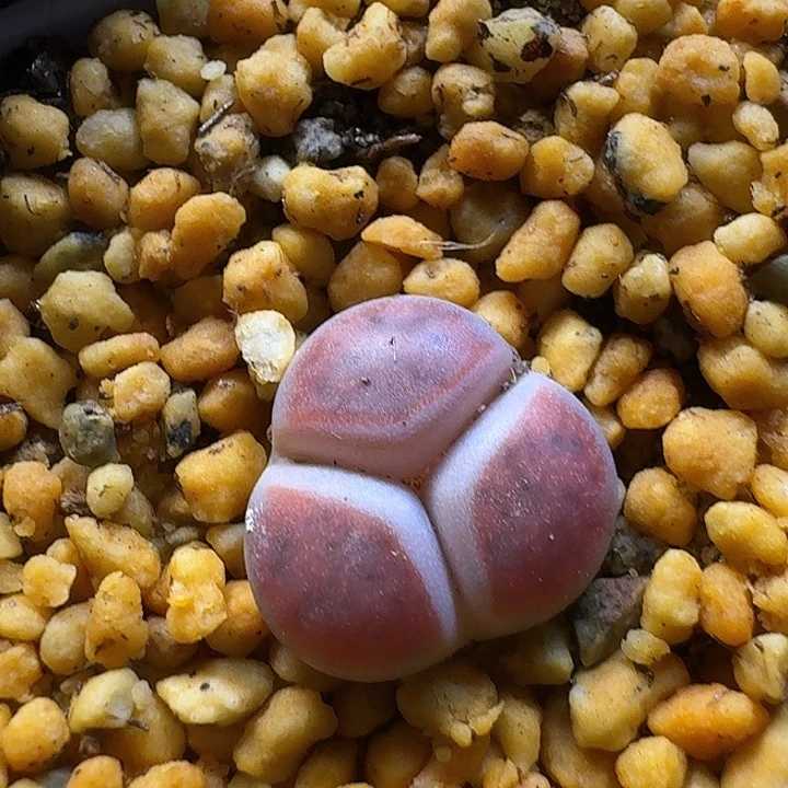 生石花22:：：/。  105号