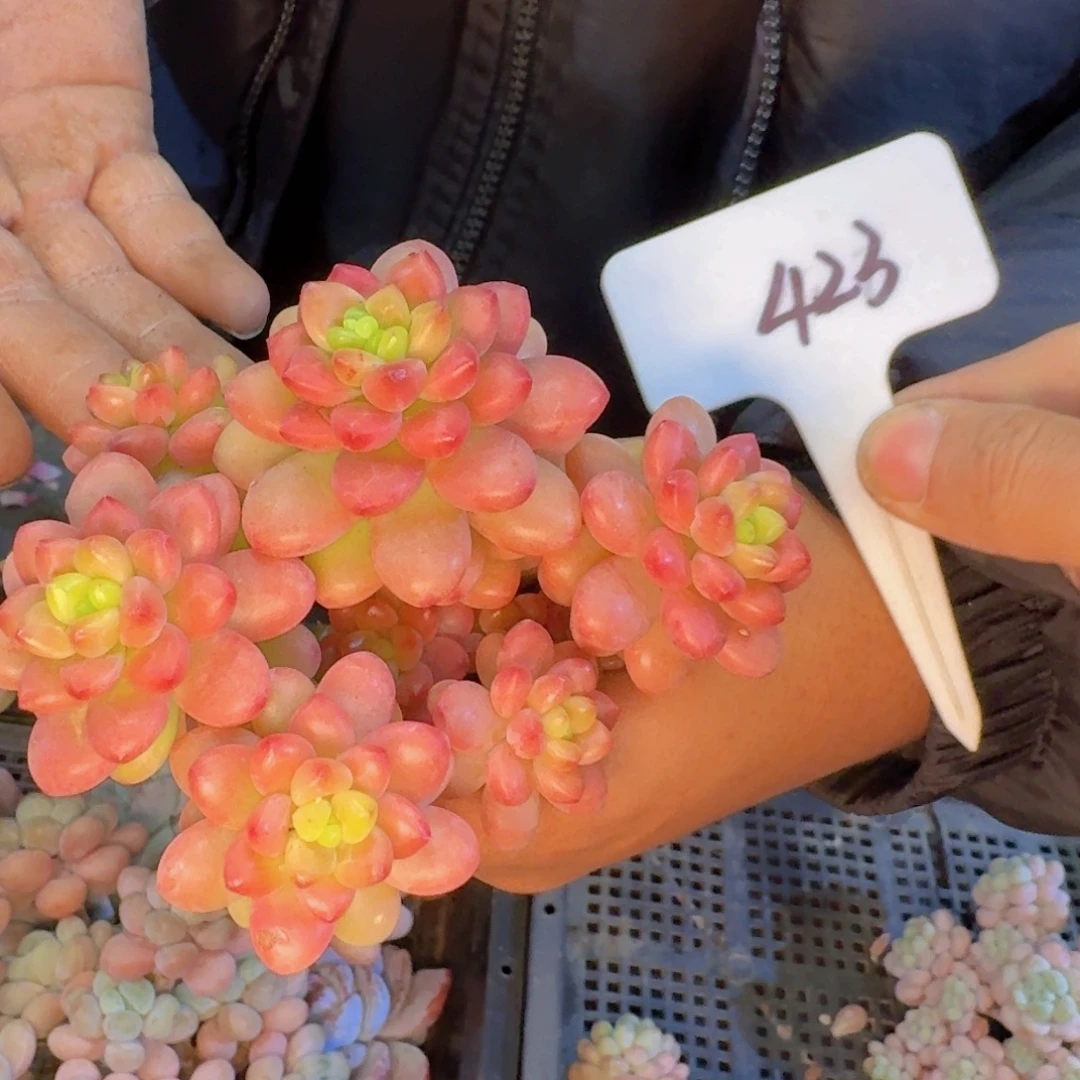 多肉植物的生长发育和