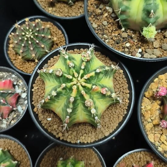 露娜侧芽自根脱土发货