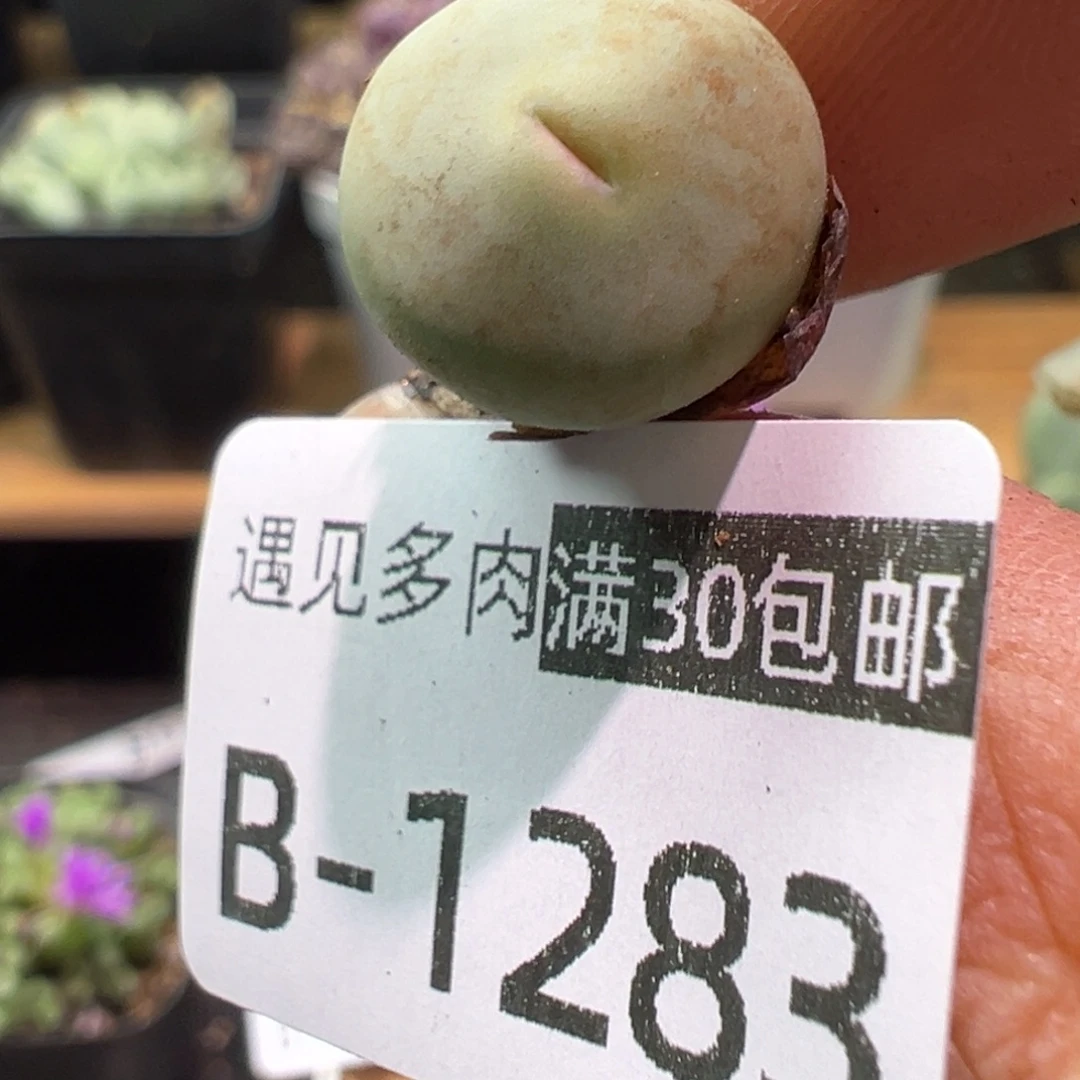多肉植物11111111111