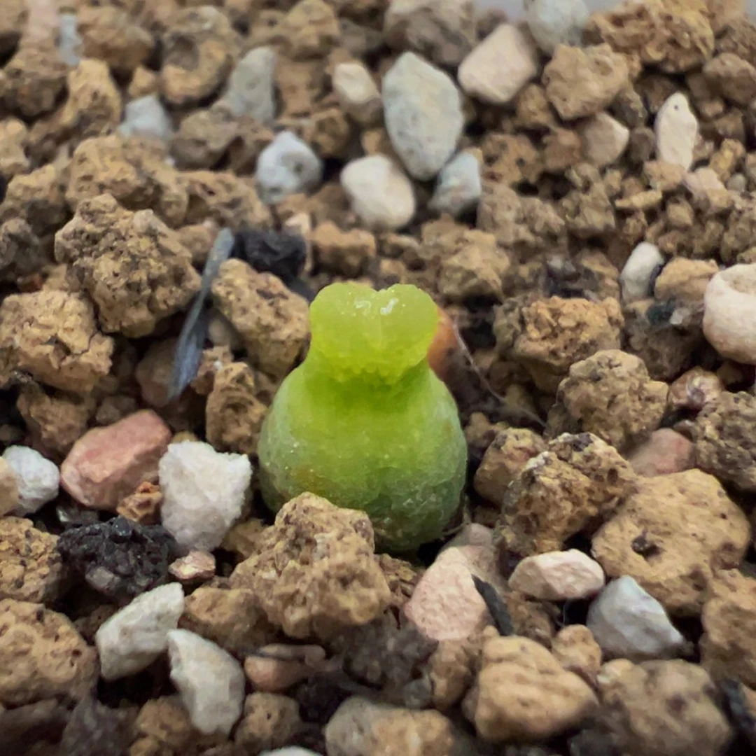 212多肉植物百科知识