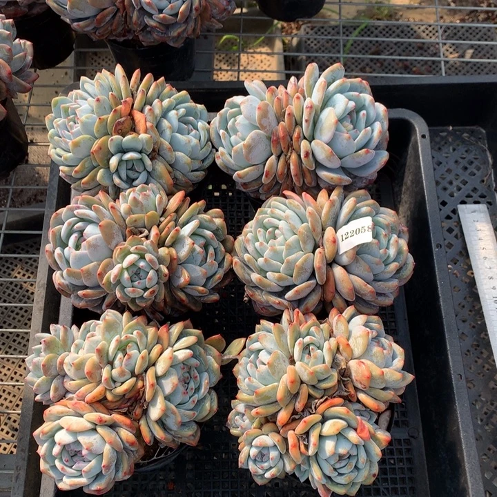 122058六个嗯嗯嗯嗯嗯嗯加油