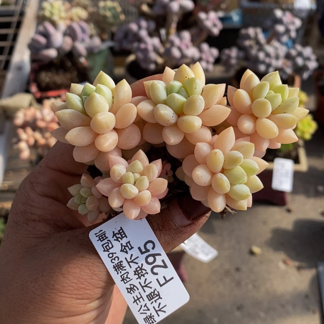 ?****丽泡泡糖295/7vm多肉