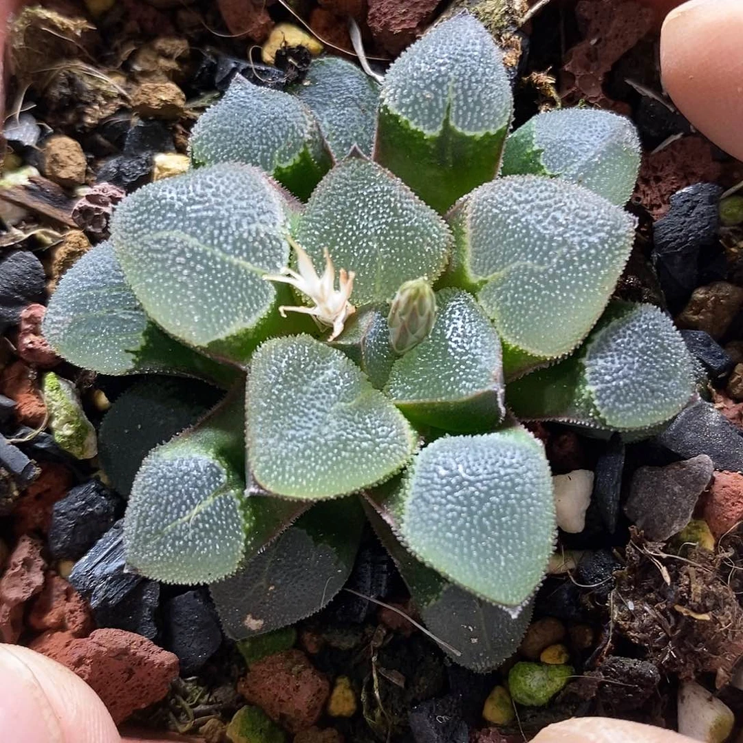 98翠贝克哈哈哈哈哈