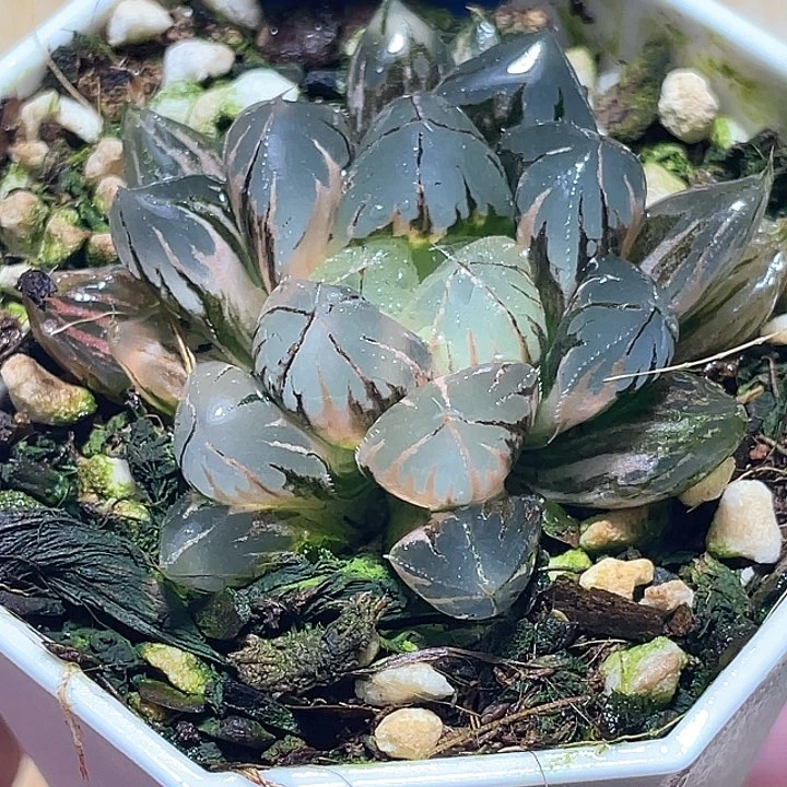 507完美锦水晶玉露