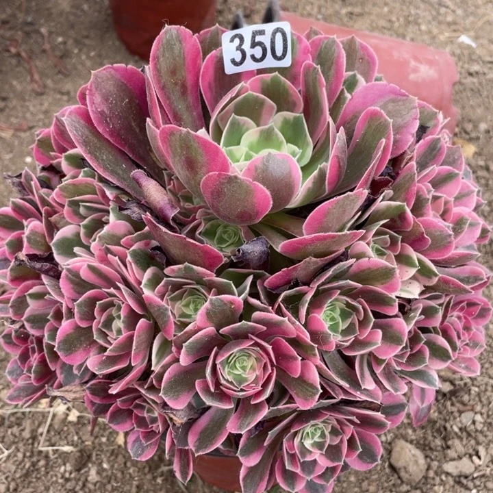 350多肉植物妖月