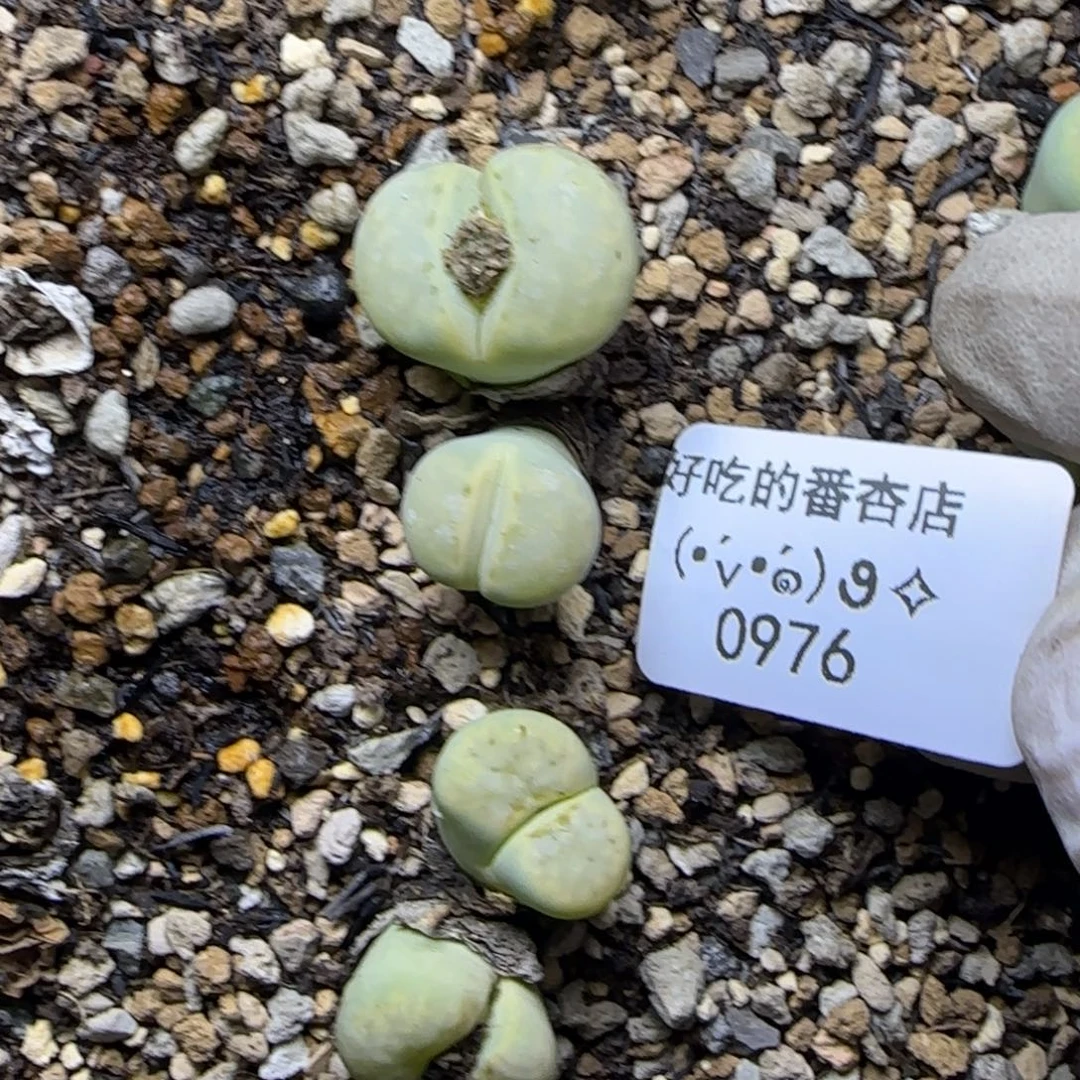 0976。奶油受丽。。。。