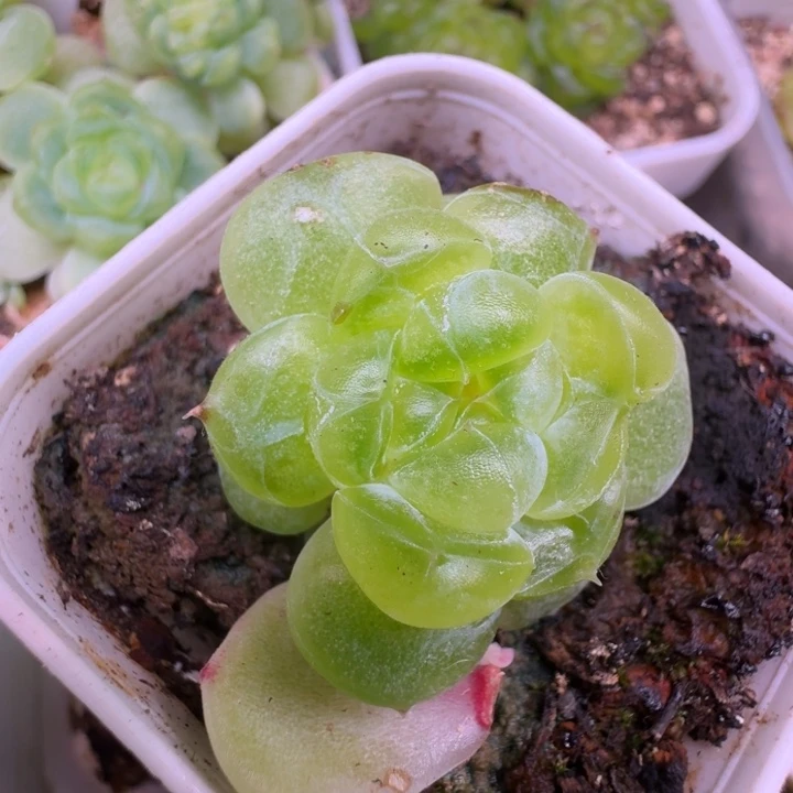 暴富带锦石化单头