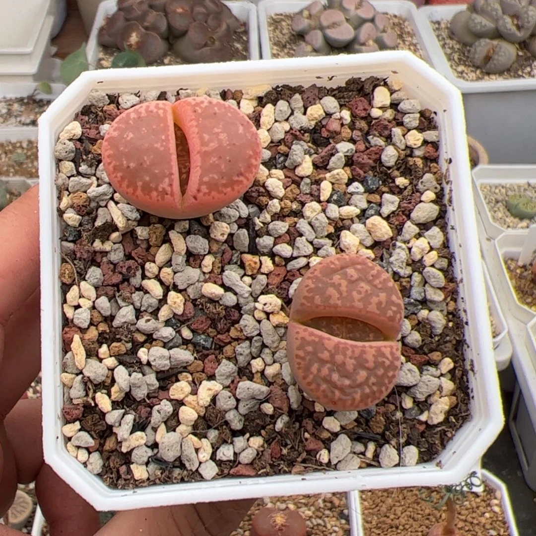 0703号花轮2颗 多肉植物