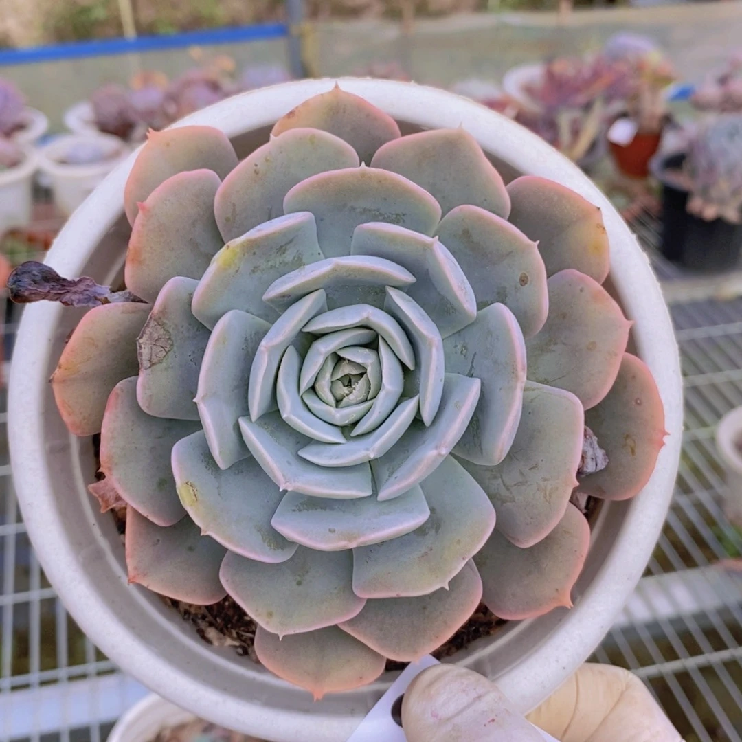 8049圣卡洛斯一物一拍