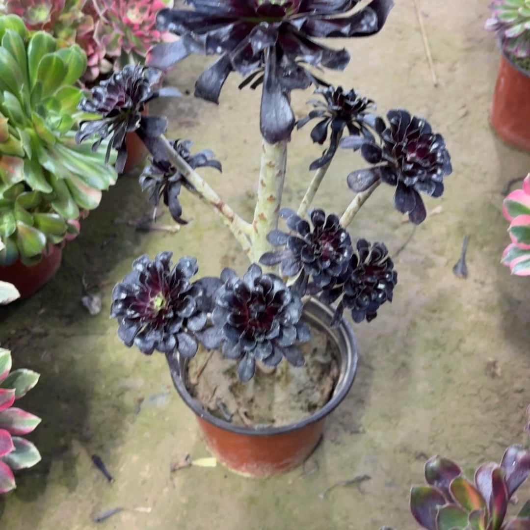 芳***子923墨法师多肉植物法师