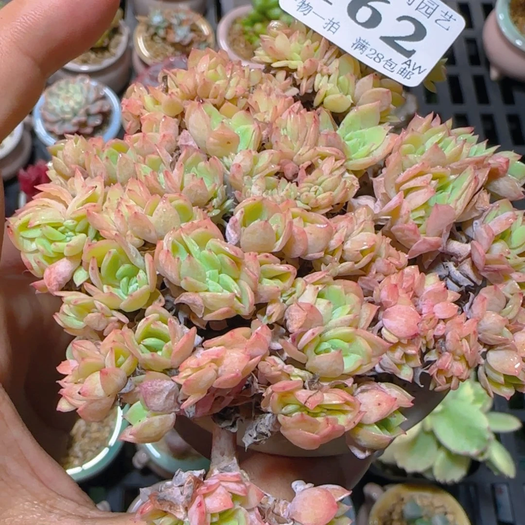 AW小尾巴5CM迷你拇指盆栽精控多肉162