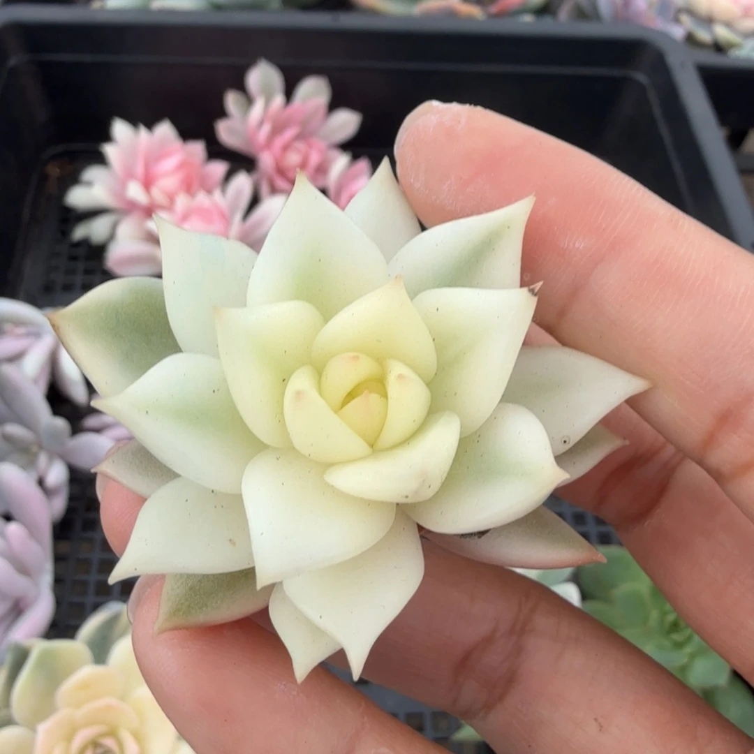 灵魂锦一线天锦无根