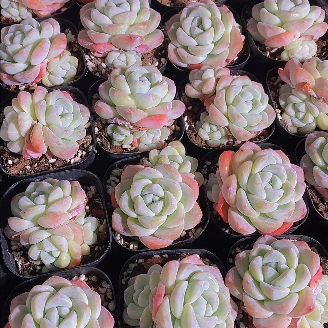 0130-奶油冰玉单头带崽福利两颗 量拍