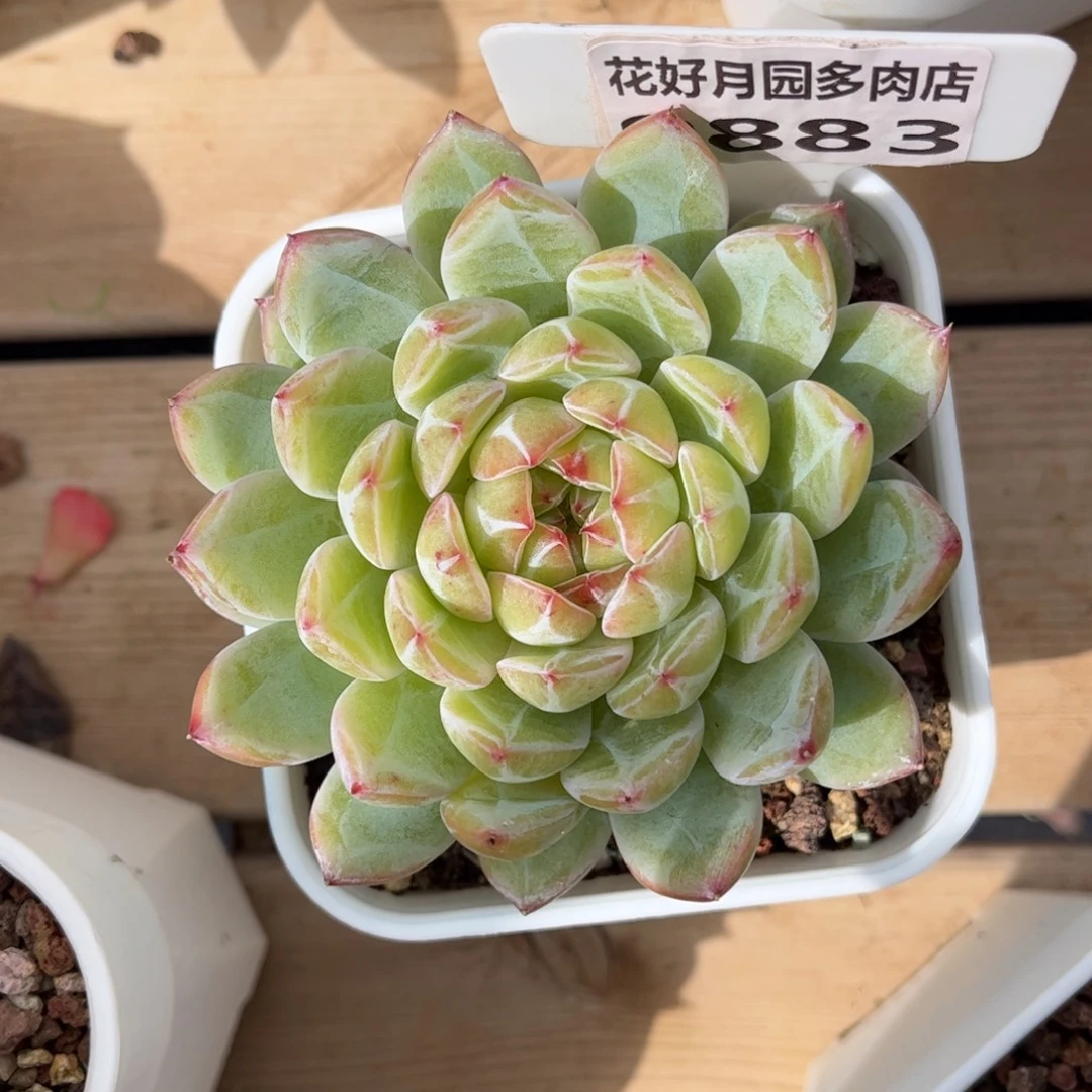 多肉植物0883满30包邮